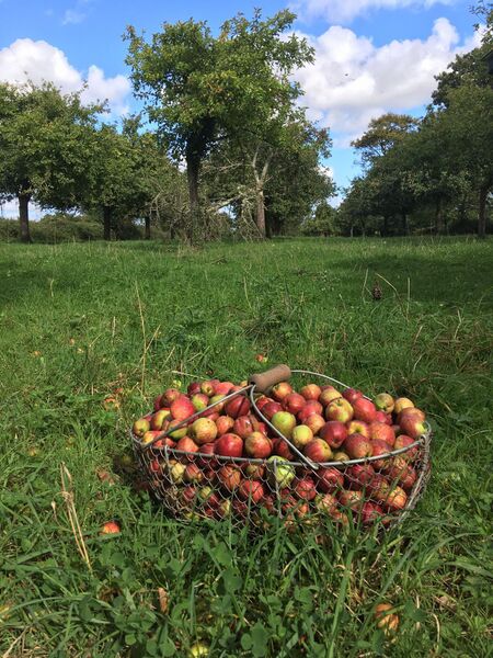 File:Saison cidricole normandie basket st 28092024.jpeg