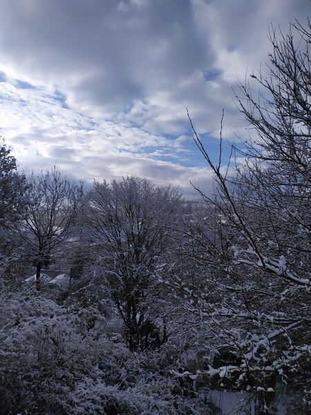 File:Trees snow 1600 022026.jpg