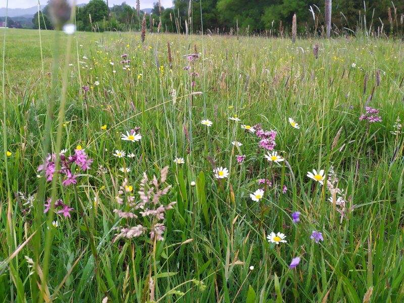 File:Koutsky kraj rozkvetla louka 1600 faa29052025.jpg