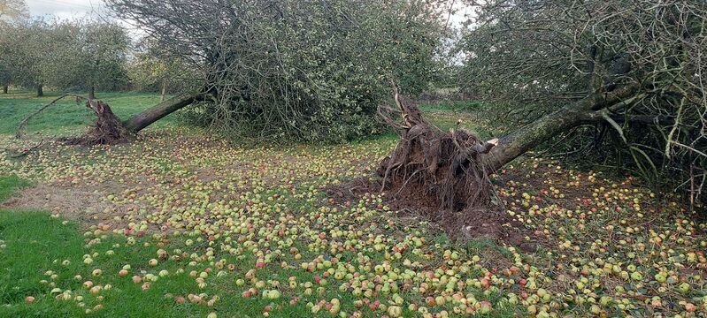 File:Apple trees fallen ciaran fontenay 1600 js03112023.jpg