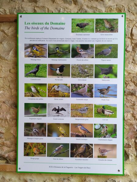 File:Birds calvados vergers de ducy 1600 102025.jpg