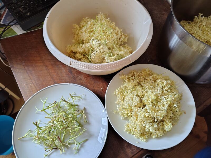 File:Elderflower processing 1600 faa08062026.jpg