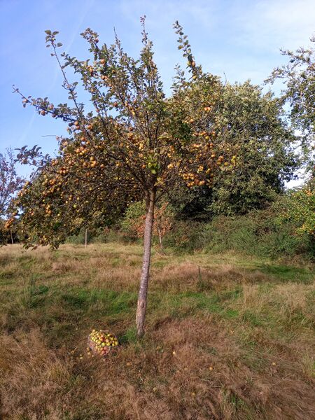 File:Cider apple harvest 2021 orchard 1600 faa102021.jpg