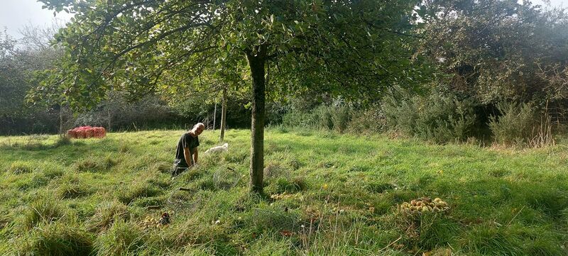 File:Frantisek orchard harvesting 1600 js102023.jpg