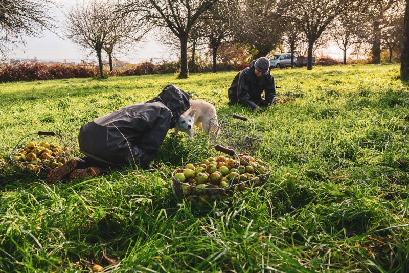 File:Kona harvesting at peace 1600 vk112024.jpg