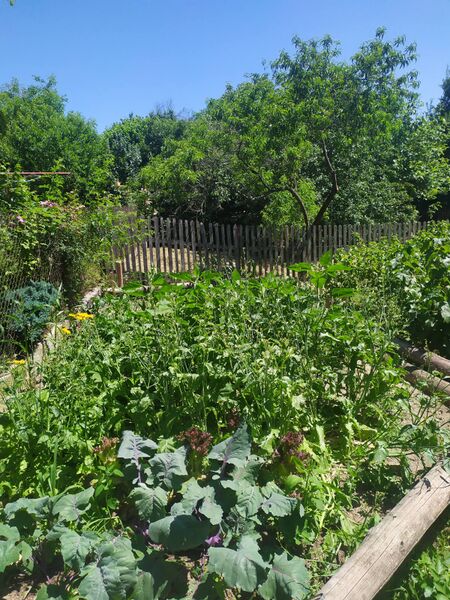 File:Flower pot garden kout 1600 faa01072025.jpg