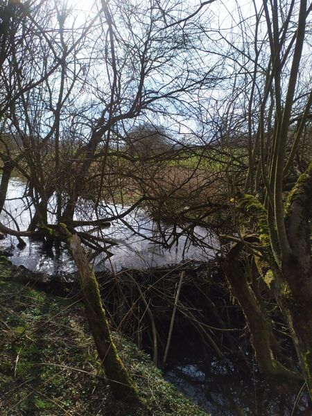 File:Beaver dam 1600 032026.jpg