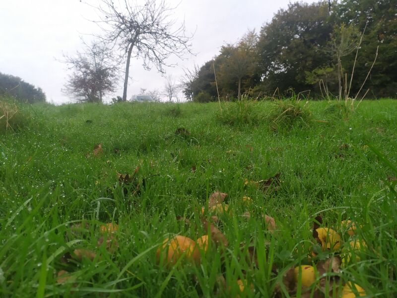 File:Apples dew orchard 1600 fa102024.jpg