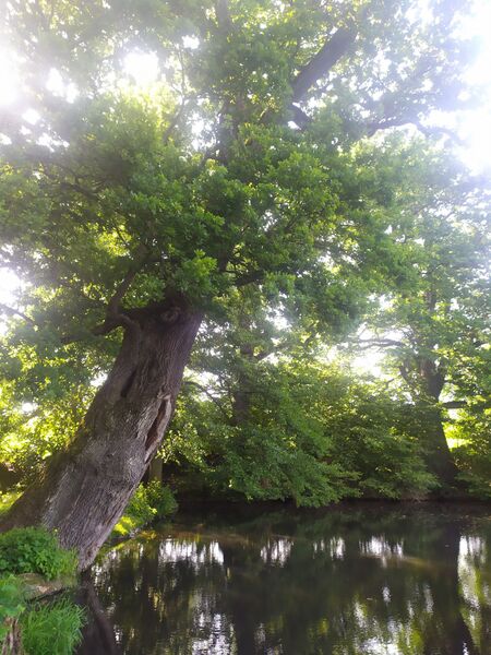 File:Stary dvur rybnik duby 1600 faa30062025.jpg